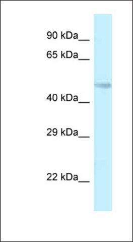 Anti-TMEM184B antibody produced in rabbit