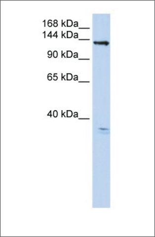 Anti-TMEM16C antibody produced in rabbit