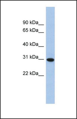 Anti-TMED8 antibody produced in rabbit