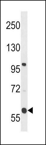 ANTI-TMCO4 (N-TERM) antibody produced in rabbit