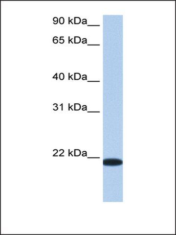 Anti-TMED4 antibody produced in rabbit