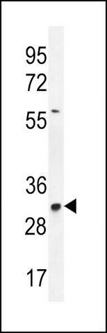 ANTI-TNFAIP8L3 (CENTER) antibody produced in rabbit