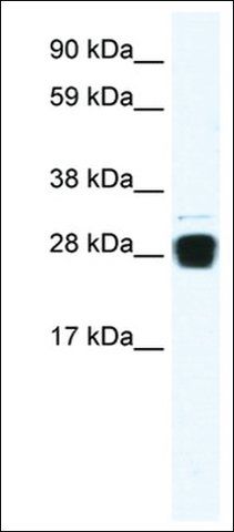 Anti-TNFSF12 antibody produced in rabbit