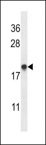 ANTI-TMM85 (N-TERM) antibody produced in rabbit