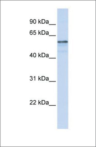 Anti-TMEM195 antibody produced in rabbit