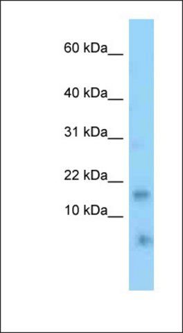 Anti-TNFRSF12A antibody produced in rabbit