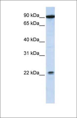 Anti-TMTC4 (ab1) antibody produced in rabbit