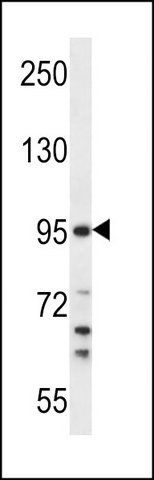 ANTI-TMPRSS7 (N-TERM) antibody produced in rabbit
