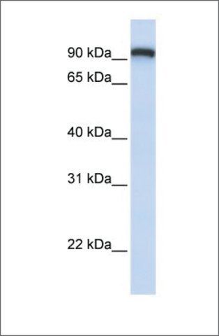 Anti-TMEM168 antibody produced in rabbit