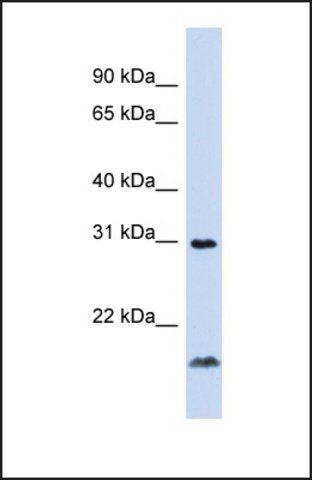 Anti-TNFSF14 antibody produced in rabbit