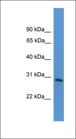 Anti-TNFRSF4 antibody produced in rabbit