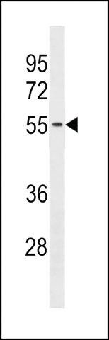 ANTI-TMX3 (C-TERM) antibody produced in rabbit