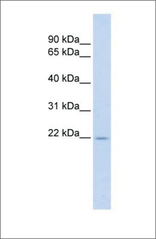 Anti-TNFSF18 antibody produced in rabbit