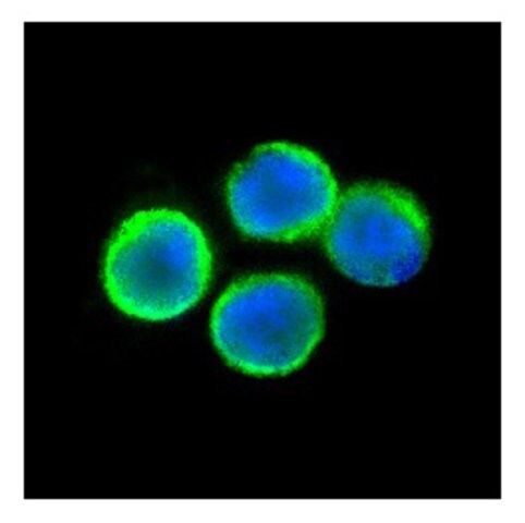 Anti-TNFRSF1A, (N-terminal) antibody produced in rabbit