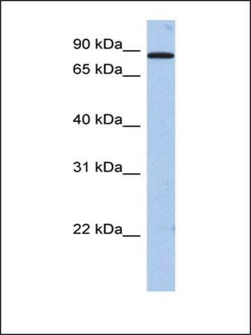 Anti-TMTC1 antibody produced in rabbit