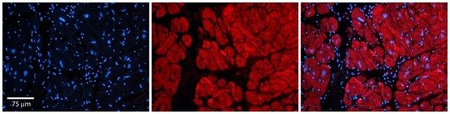 Anti-TNKS antibody produced in rabbit