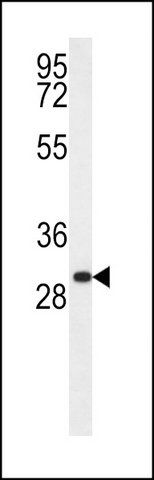 ANTI-RTP1 (C-TERM) antibody produced in rabbit