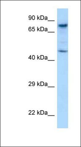 Anti-SKIL antibody produced in rabbit