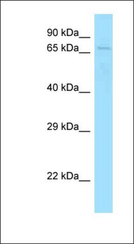 Anti-SKIL antibody produced in rabbit