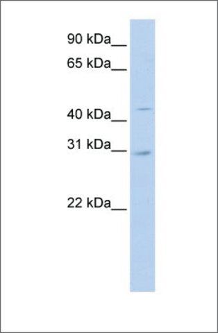 Anti-SLC10A4 antibody produced in rabbit