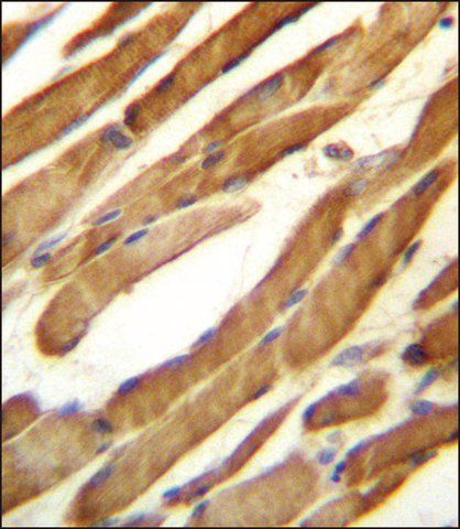 ANTI-SLC16A10 (C-TERM) antibody produced in rabbit
