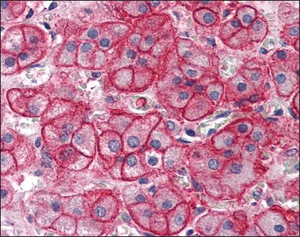Anti-SLC1A4 antibody produced in rabbit