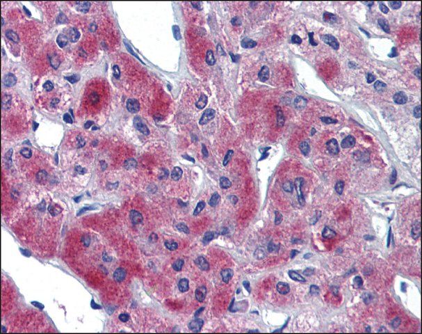 Anti-SLC39A11 antibody produced in rabbit