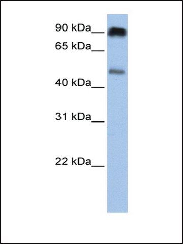 Anti-SLC45A2 antibody produced in rabbit