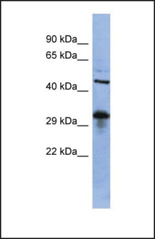 Anti-SOX2 antibody produced in rabbit