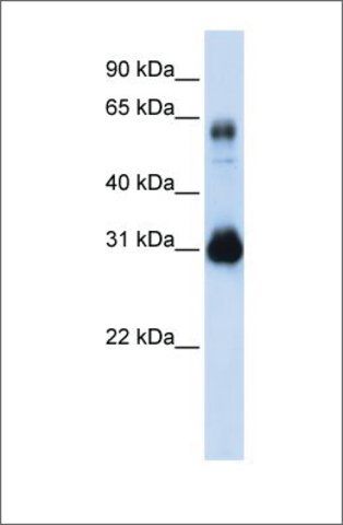 Anti-SOX15 (ab2) antibody produced in rabbit