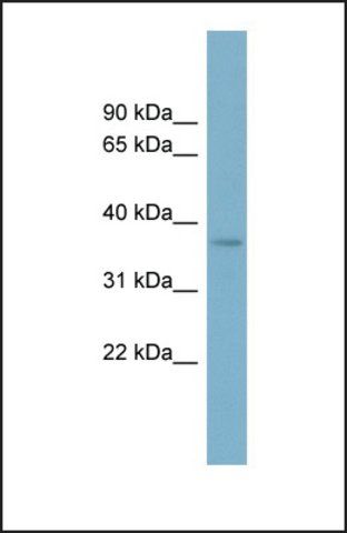 Anti-SPAG4L, (N-terminal) antibody produced in rabbit