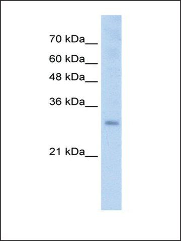 Anti-SOX15 (ab1) antibody produced in rabbit