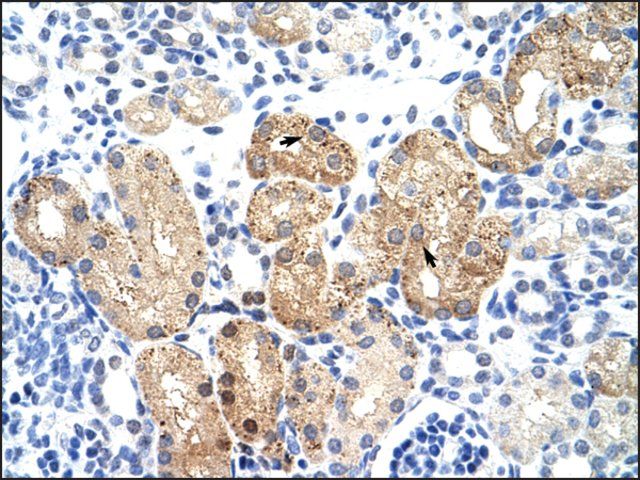 Anti-SOX15 (ab2) antibody produced in rabbit