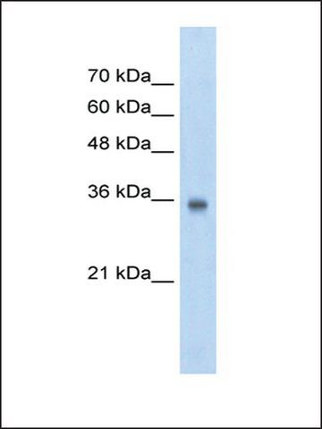 Anti-SOX2 antibody produced in rabbit
