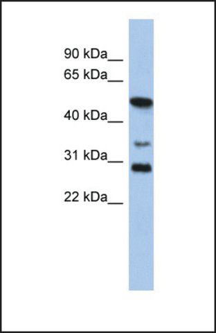 Anti-Sox3 antibody produced in rabbit