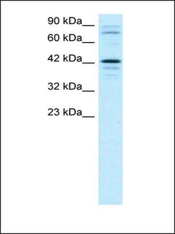 Anti-SOX18 (AB2) antibody produced in rabbit