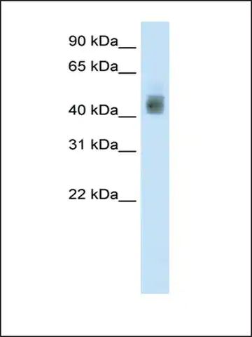 Anti-SOX3 (AB1) antibody produced in rabbit