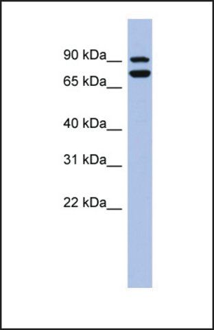 Anti-SOX6 antibody produced in rabbit