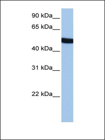 Anti-SPATA6 antibody produced in rabbit