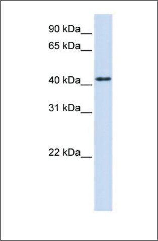 Anti-PTPRR antibody produced in rabbit
