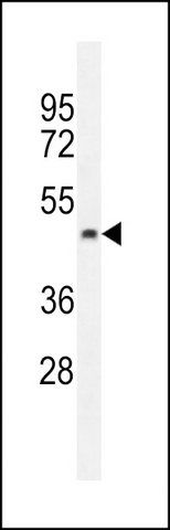 ANTI-PTCD2 (CENTER) antibody produced in rabbit