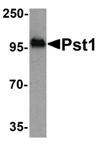 Anti-Pst1 antibody produced in rabbit