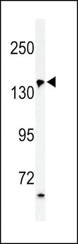 ANTI-PUR4 (N-TERMINAL) antibody produced in rabbit