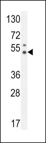 ANTI-PUS3 (N-TERM) antibody produced in rabbit