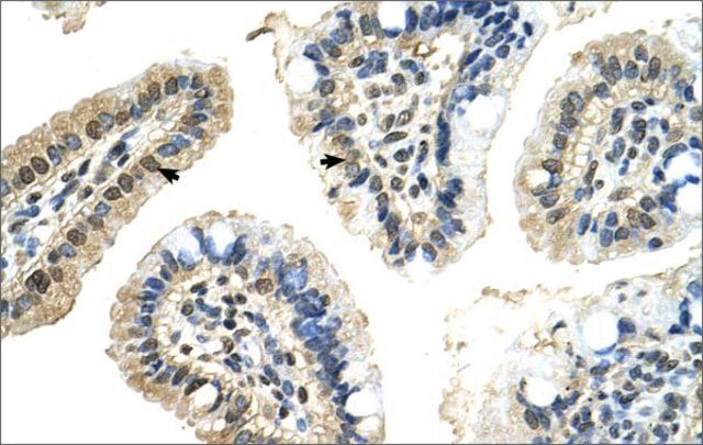 Anti-PUF60 antibody produced in rabbit