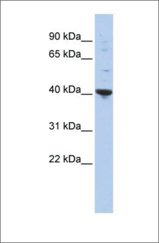 Anti-PURA (ab2) antibody produced in rabbit
