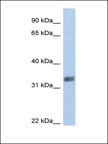 Anti-PURG antibody produced in rabbit