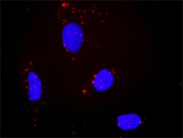 Anti-PTPRR antibody produced in rabbit