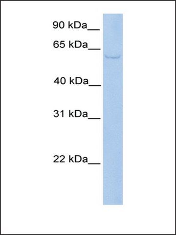 Anti-PWP1 antibody produced in rabbit