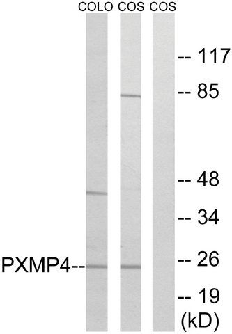 Anti-PXMP4 antibody produced in rabbit